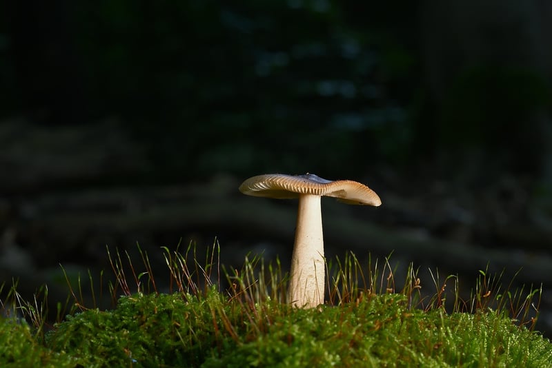Woodland Forest